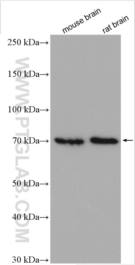 CCDC67 Antibody in Western Blot (WB)