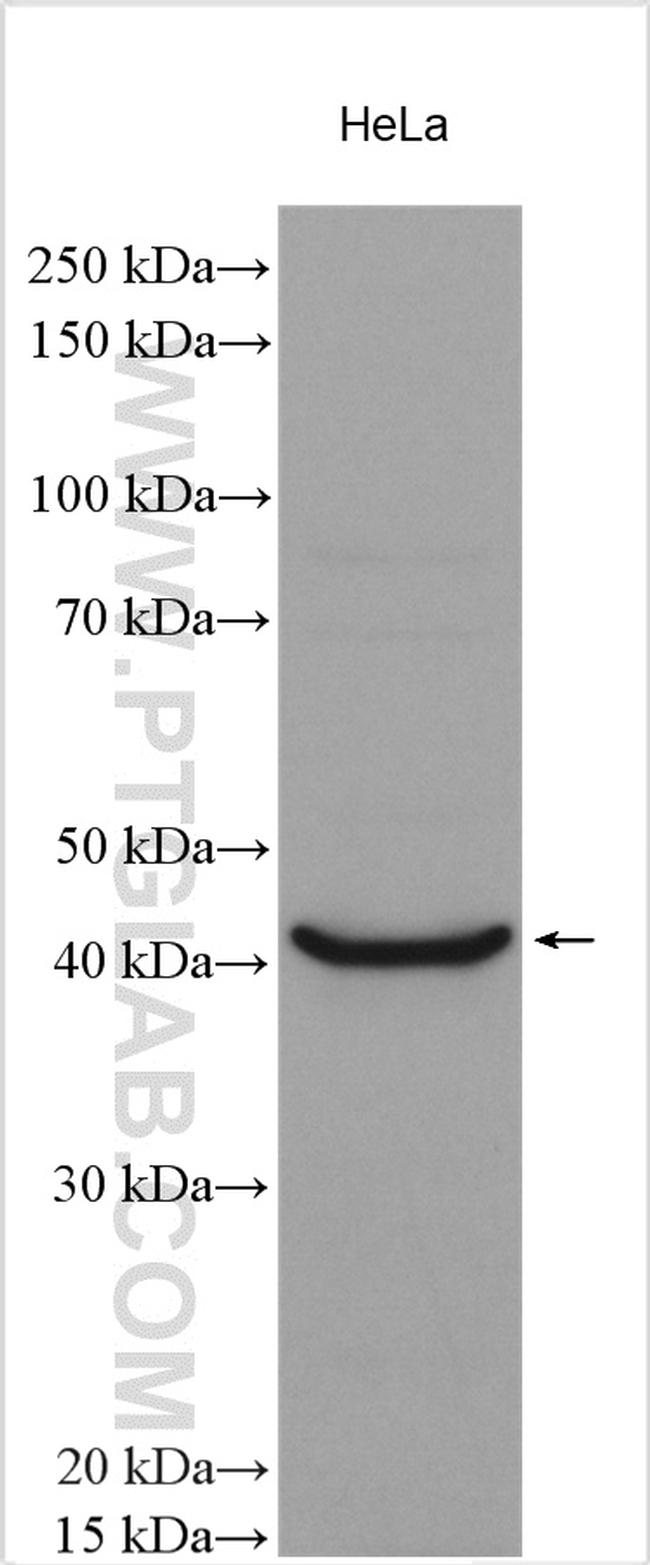 SLC36A1 Antibody in Western Blot (WB)