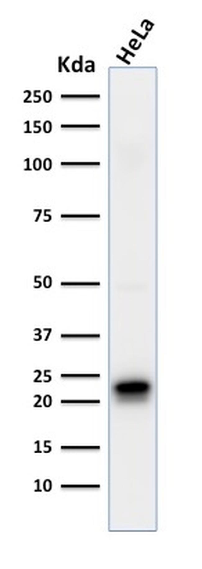 Ferritin, Heavy Chain (FTH) Antibody in Western Blot (WB)