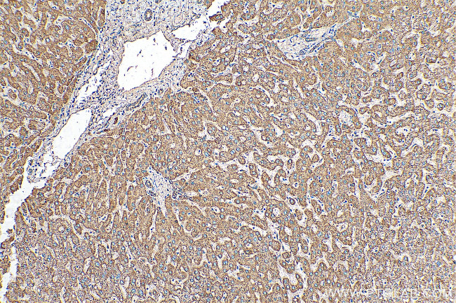 C4orf29 Antibody in Immunohistochemistry (Paraffin) (IHC (P))