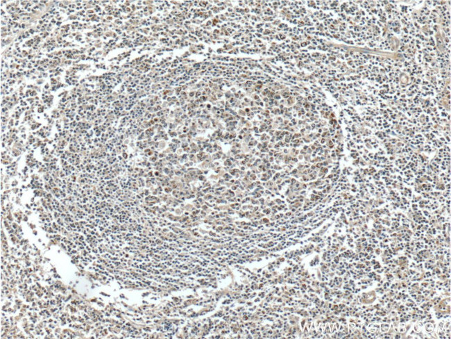 C4orf29 Antibody in Immunohistochemistry (Paraffin) (IHC (P))