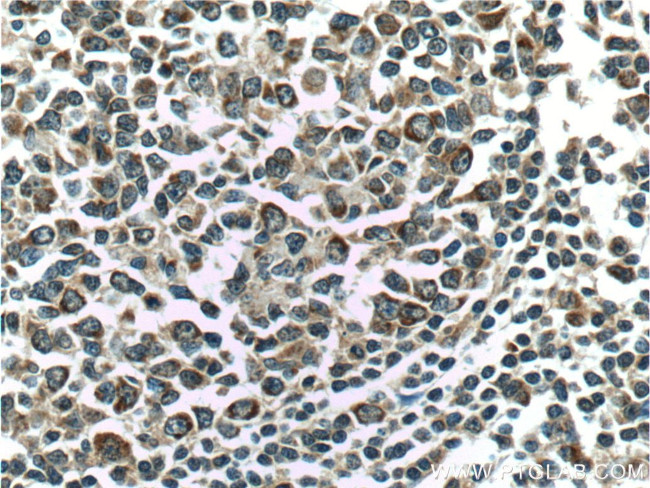 C4orf29 Antibody in Immunohistochemistry (Paraffin) (IHC (P))