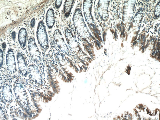 C4orf29 Antibody in Immunohistochemistry (Paraffin) (IHC (P))