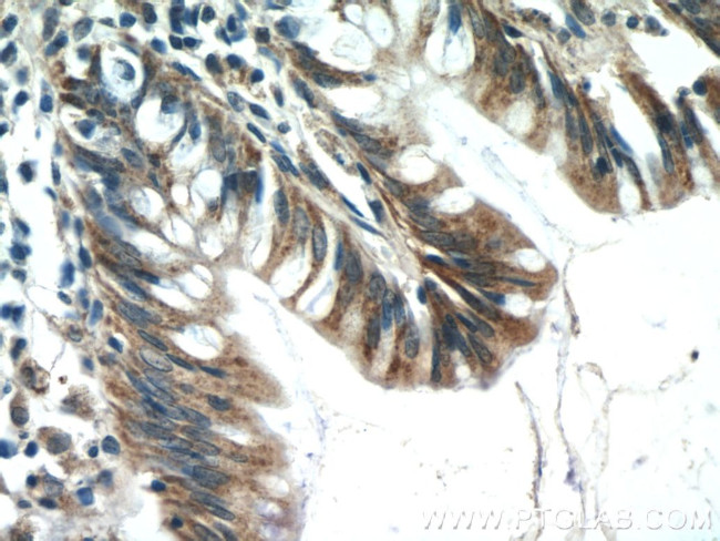 C4orf29 Antibody in Immunohistochemistry (Paraffin) (IHC (P))