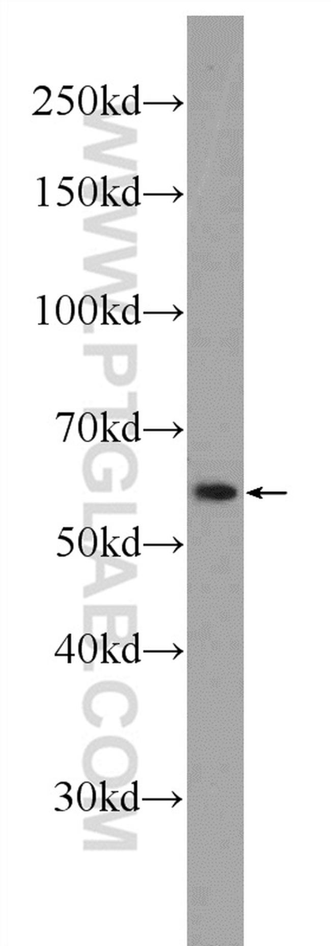 C4orf29 Antibody in Western Blot (WB)