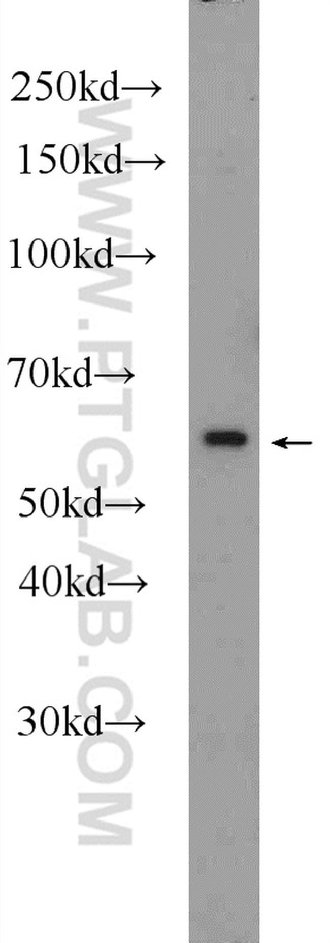 C4orf29 Antibody in Western Blot (WB)