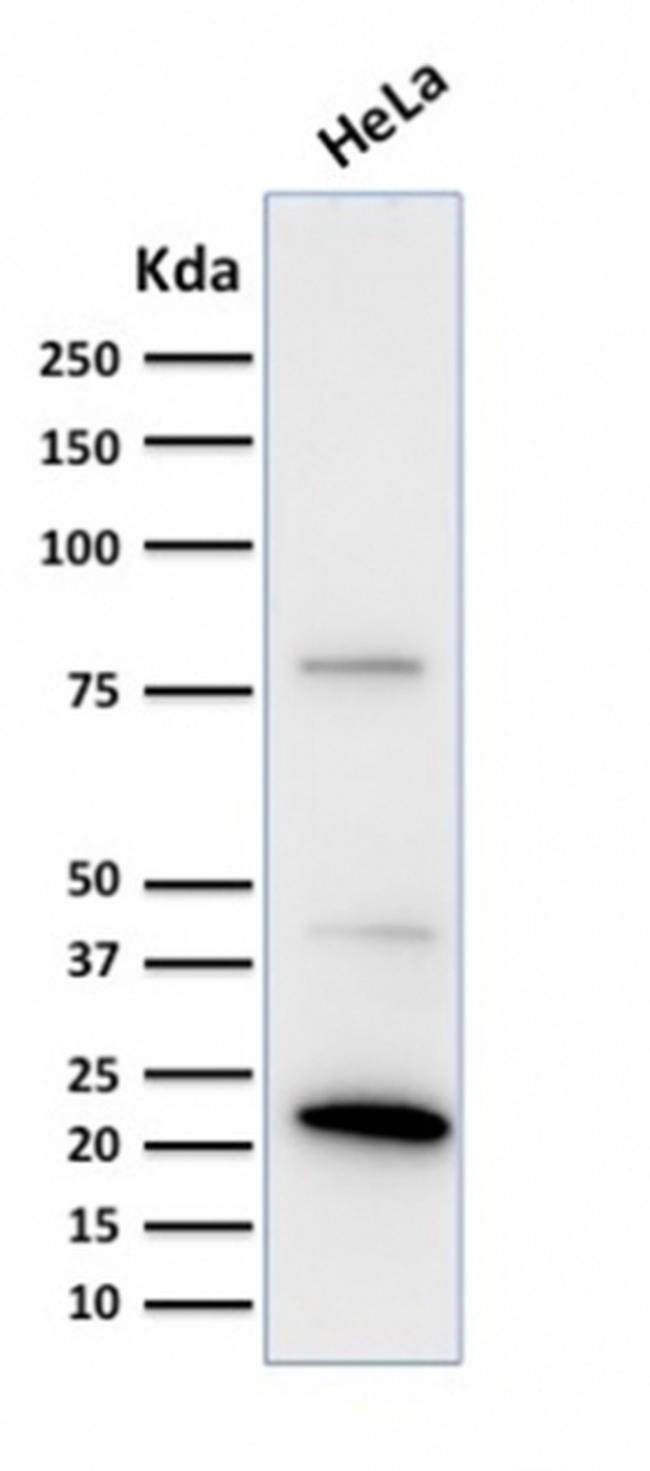 Ferritin, Light Chain Antibody in Western Blot (WB)