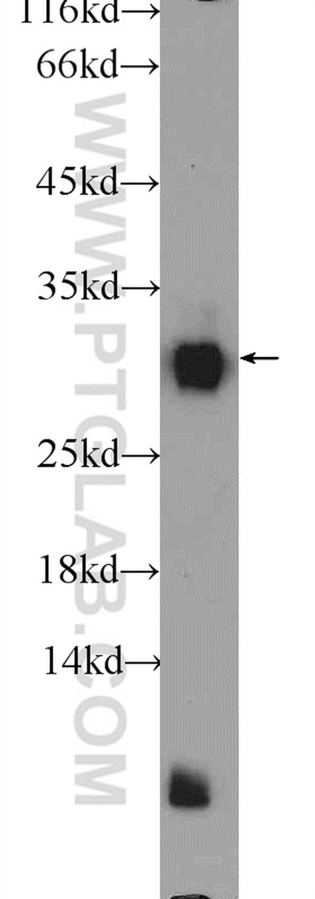 BHLHA15 Antibody in Western Blot (WB)