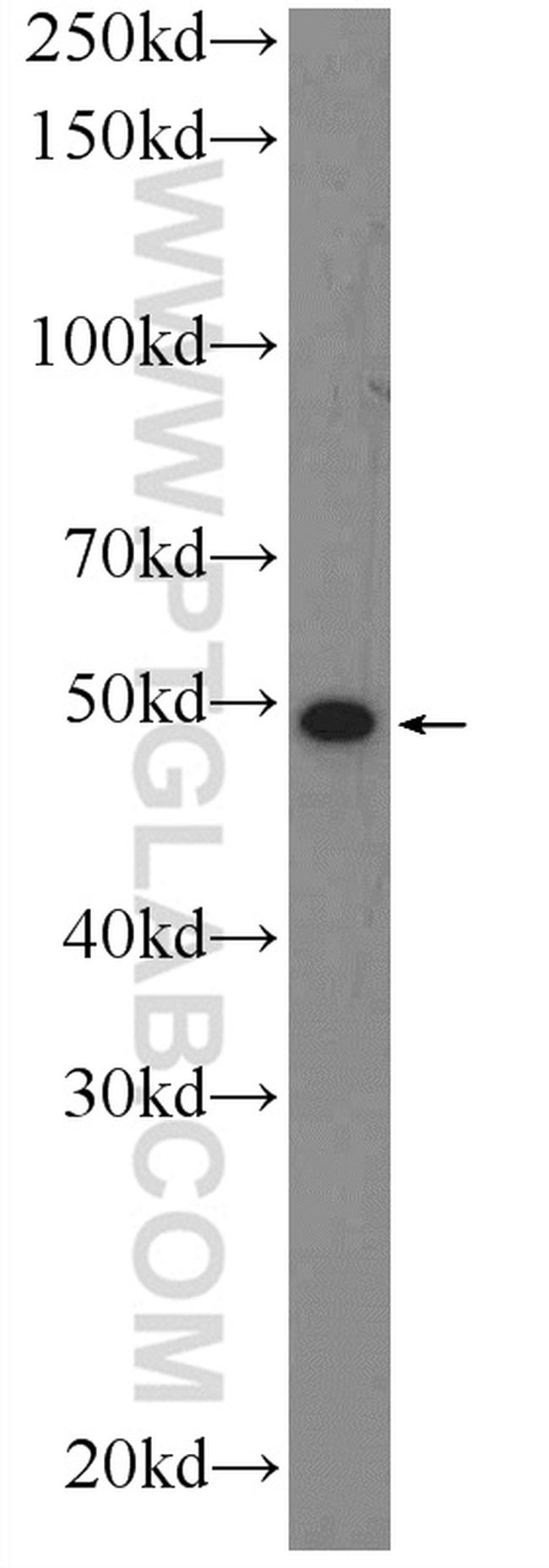 BTN3A1 Antibody in Western Blot (WB)