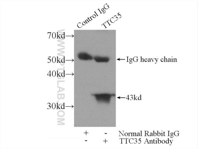 TTC35 Antibody in Immunoprecipitation (IP)