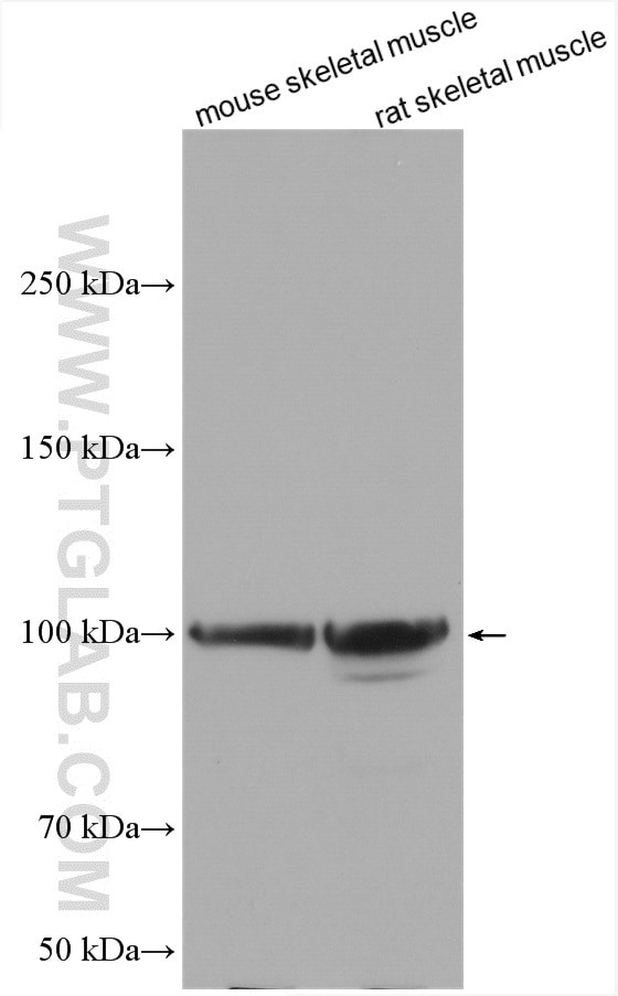 Myopodin Antibody in Western Blot (WB)