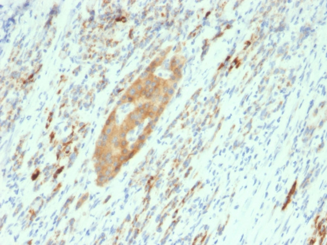 GAD2/GAD65 Antibody in Immunohistochemistry (Paraffin) (IHC (P))