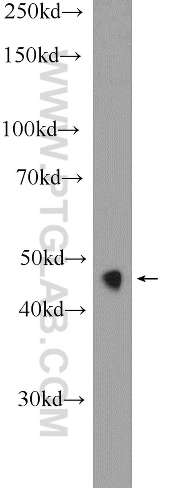 HNF4G Antibody in Western Blot (WB)