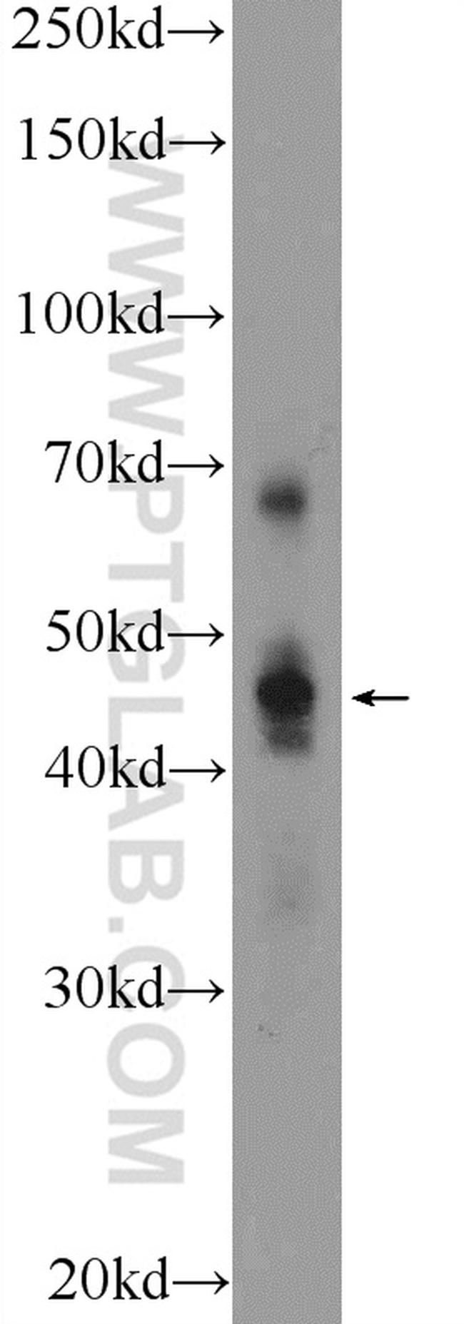 HNF4G Antibody in Western Blot (WB)