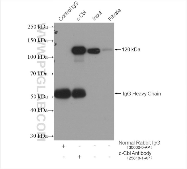 c-Cbl Antibody in Immunoprecipitation (IP)