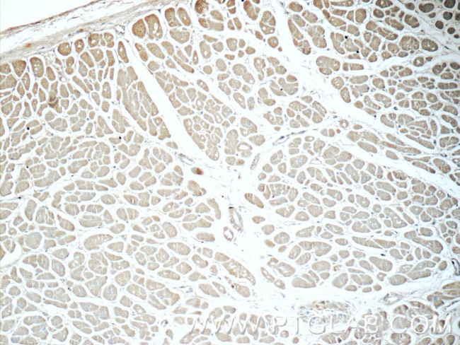 humanin Antibody in Immunohistochemistry (Paraffin) (IHC (P))