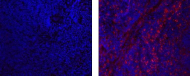 Rat IgG (H+L) Secondary Antibody in Immunohistochemistry (Frozen) (IHC (F))