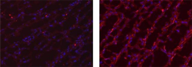 Rat IgG (H+L) Secondary Antibody in Immunohistochemistry (Frozen) (IHC (F))