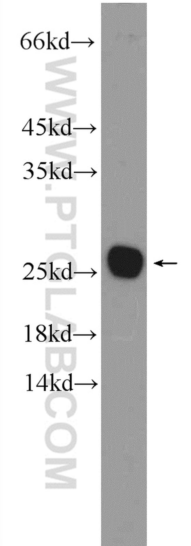 C16orf45 Antibody in Western Blot (WB)