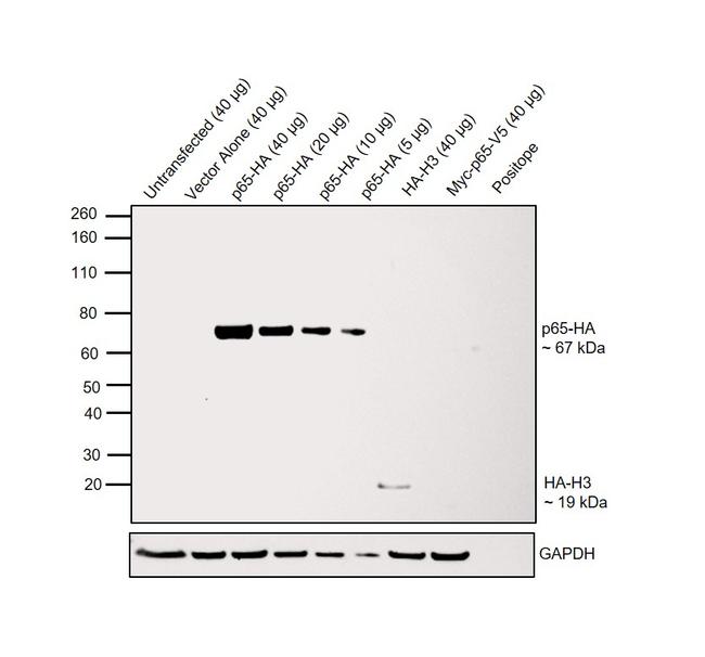 Spot-tag® antibody (28A5)