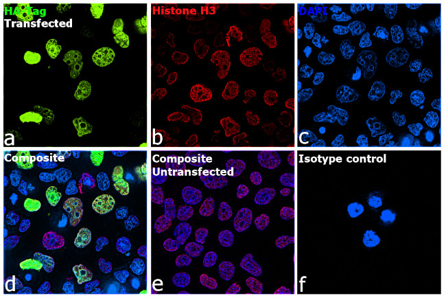 HA Tag Antibody in Immunocytochemistry (ICC/IF)