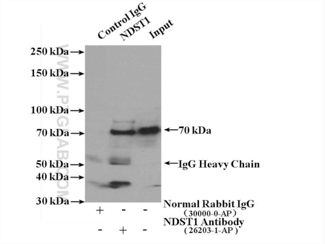 NDST1 Antibody in Immunoprecipitation (IP)