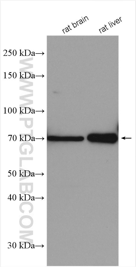 NDST1 Antibody in Western Blot (WB)
