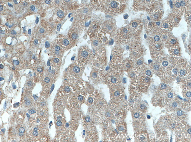 Piezo2 Antibody in Immunohistochemistry (Paraffin) (IHC (P))