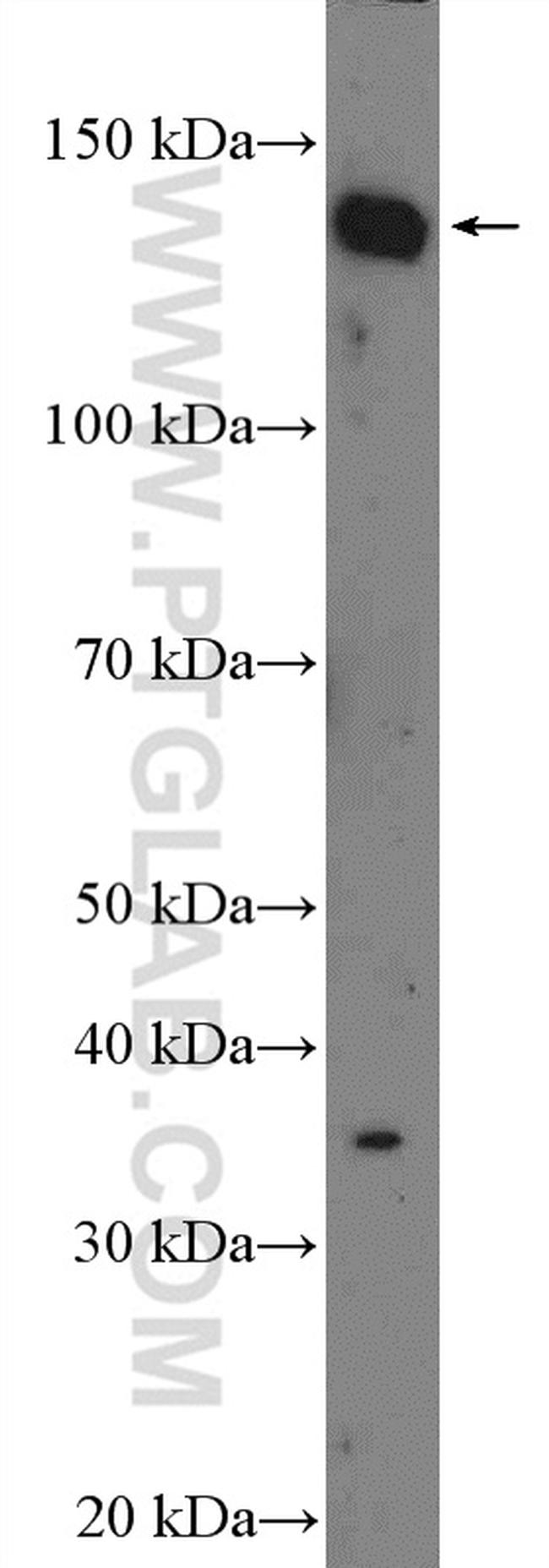 C14orf106 Antibody in Western Blot (WB)