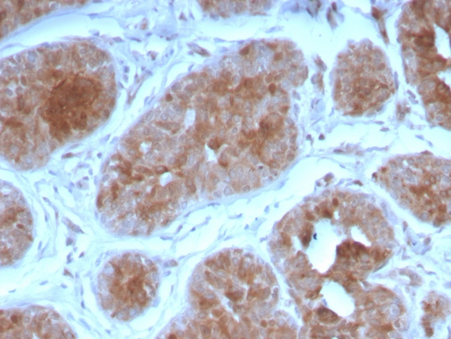 FGF21 (Fibroblast growth factor 21) Antibody in Immunohistochemistry (Paraffin) (IHC (P))