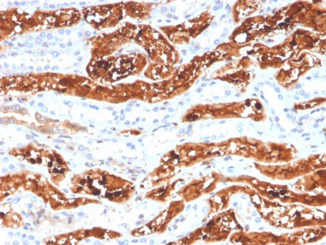 FGF21 (Fibroblast growth factor 21) Antibody in Immunohistochemistry (Paraffin) (IHC (P))