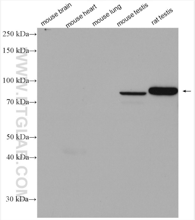 PDILT Antibody in Western Blot (WB)