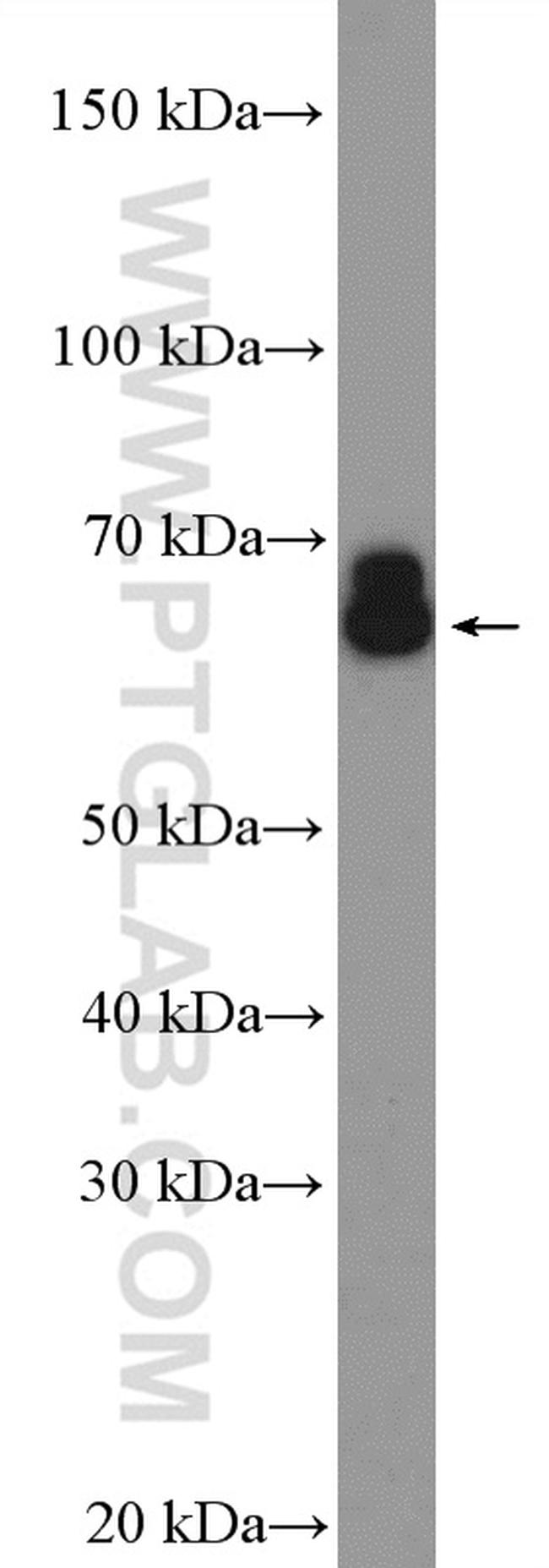 PDILT Antibody in Western Blot (WB)