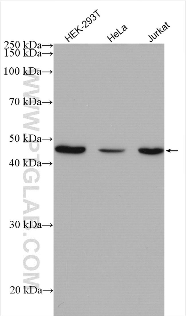 VEGFA Antibody in Western Blot (WB)