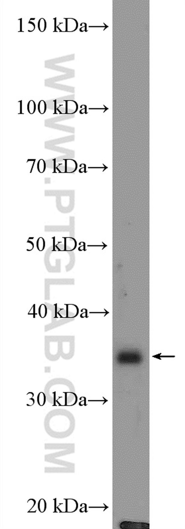FAM92B Antibody in Western Blot (WB)