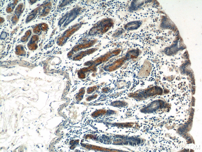 FGF9 Antibody in Immunohistochemistry (Paraffin) (IHC (P))