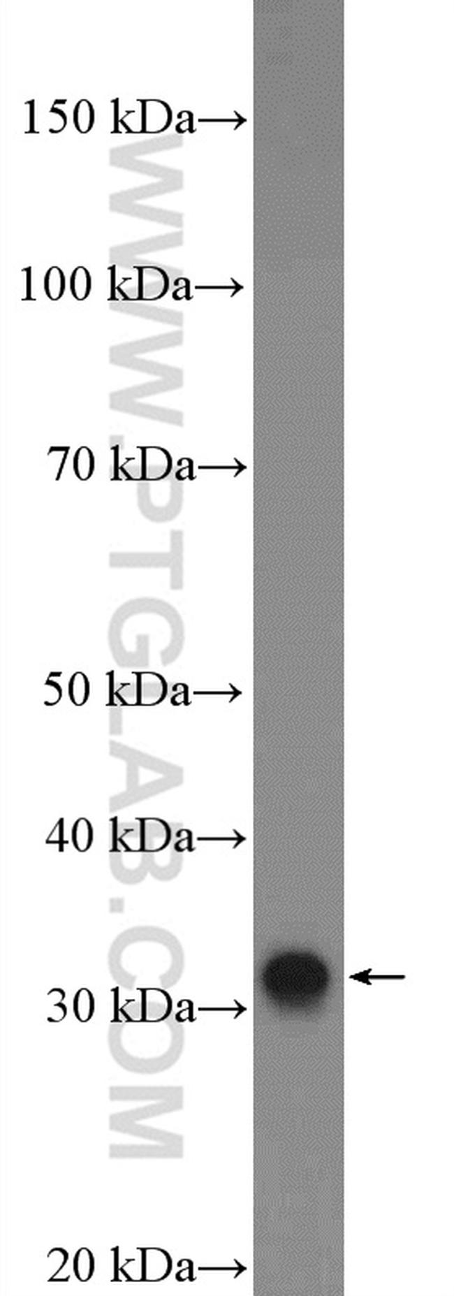 C22orf33 Antibody in Western Blot (WB)