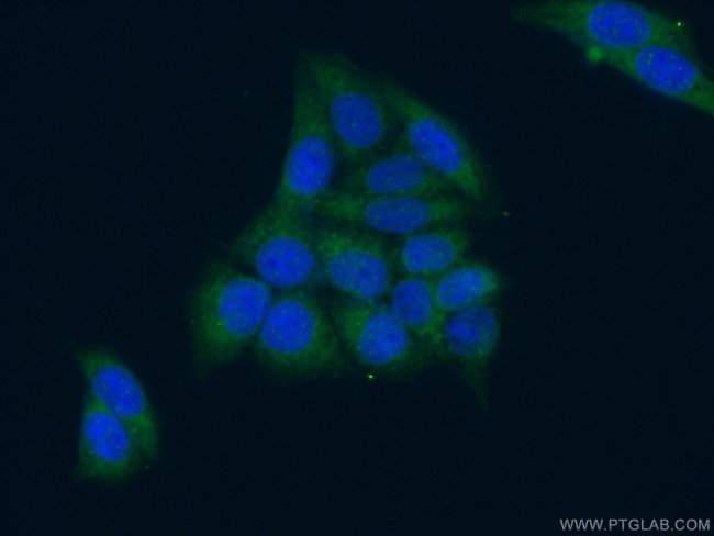 PEX13 Antibody in Immunocytochemistry (ICC/IF)
