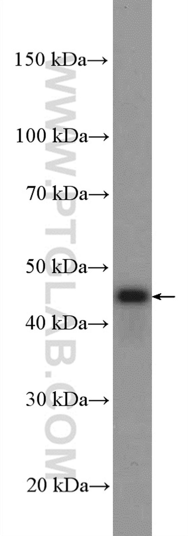 PEX13 Antibody in Western Blot (WB)