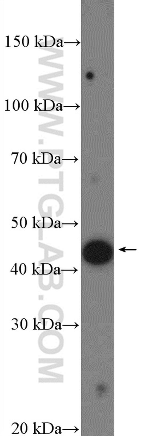 MTERFD3 Antibody in Western Blot (WB)