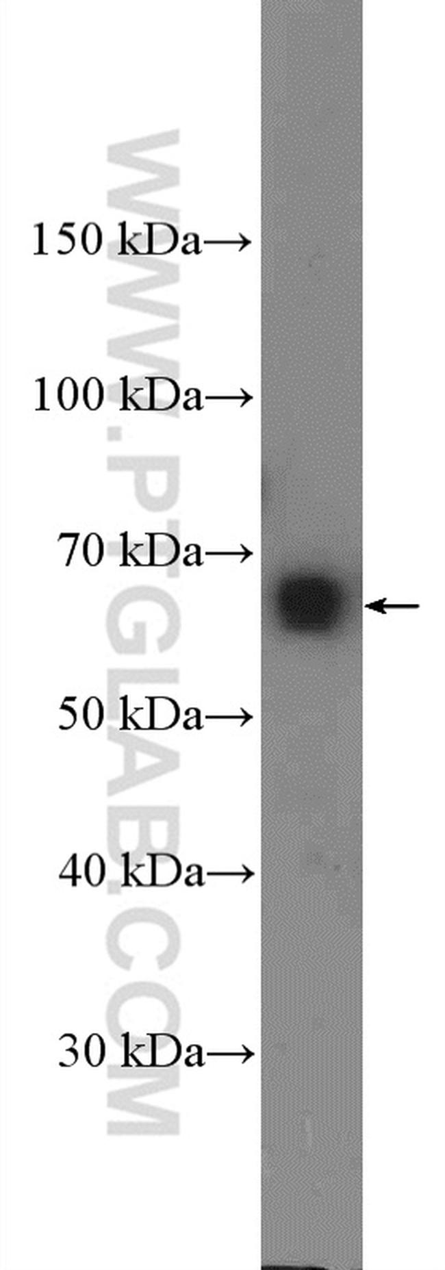 TRAF3IP2 Antibody in Western Blot (WB)