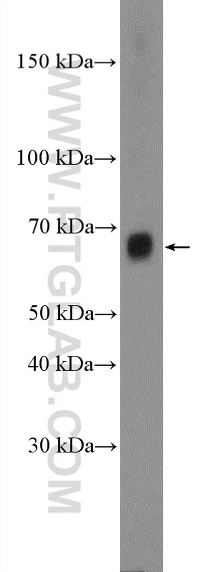 TRAF3IP2 Antibody in Western Blot (WB)