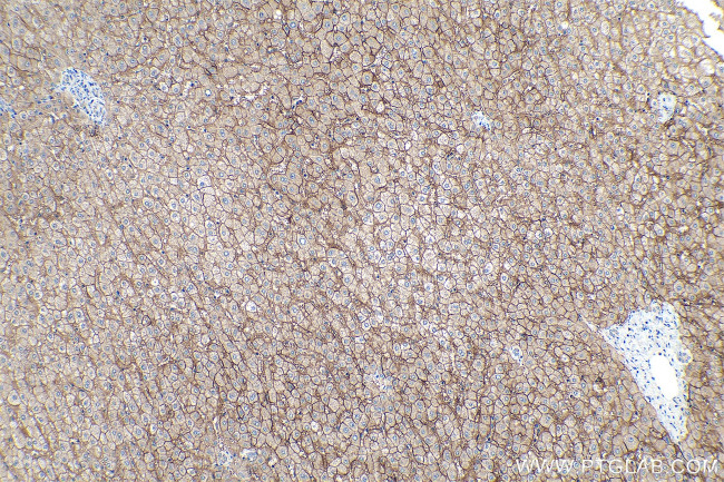 SLC22A7 Antibody in Immunohistochemistry (Paraffin) (IHC (P))