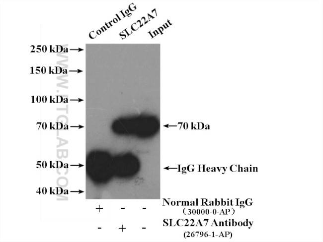 SLC22A7 Antibody in Immunoprecipitation (IP)