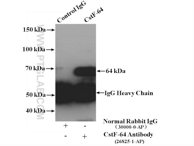 CstF-64 Antibody in Immunoprecipitation (IP)