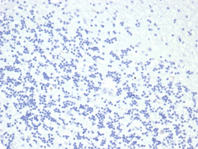 Growth Hormone Antibody in Immunohistochemistry (Paraffin) (IHC (P))