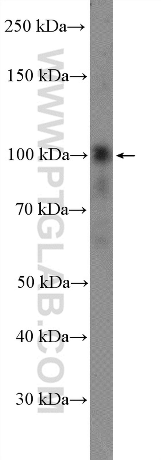 CNTROB Antibody in Western Blot (WB)