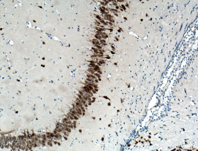 NeuN Antibody in Immunohistochemistry (Paraffin) (IHC (P))