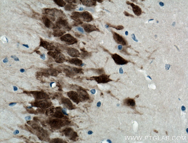 NeuN Antibody in Immunohistochemistry (Paraffin) (IHC (P))