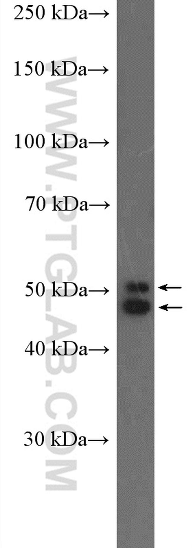 NeuN Antibody in Western Blot (WB)